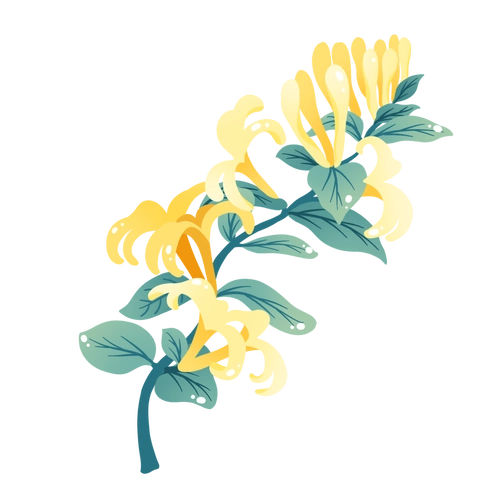 朵朵金银花 开出乡村振兴"好钱景"_发展_种植户_当地政府