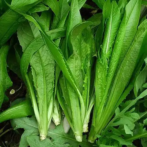 什么人不适合吃油麦菜