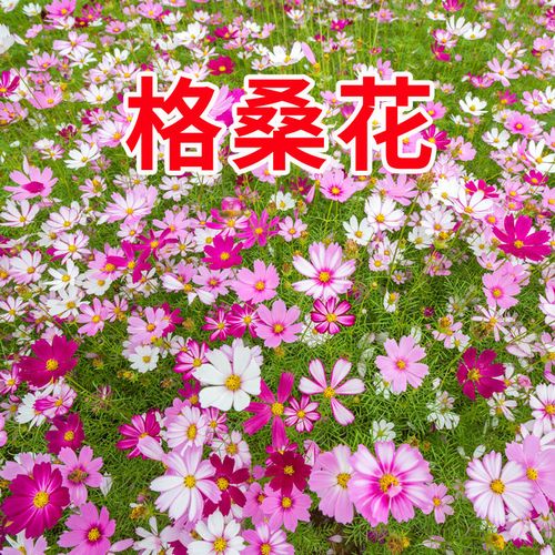 碧鼎波斯菊花种子格桑花种籽子四季种植易活花籽庭院开花花籽种孑