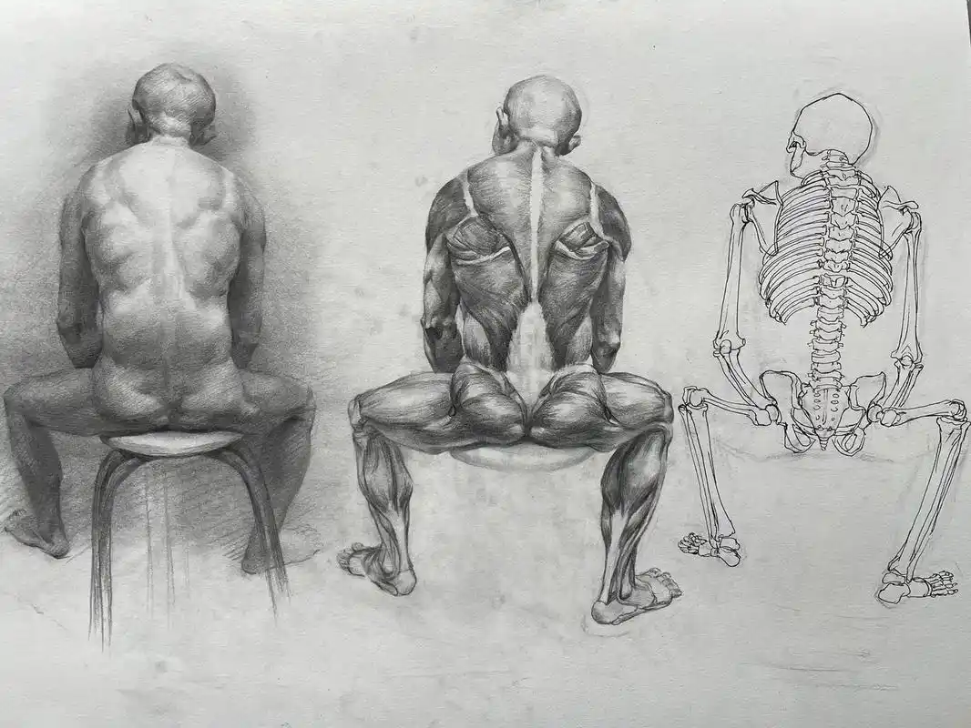 最近pdd买了本艺用人体解剖   #素描 #一起学画画 #人 - 抖音