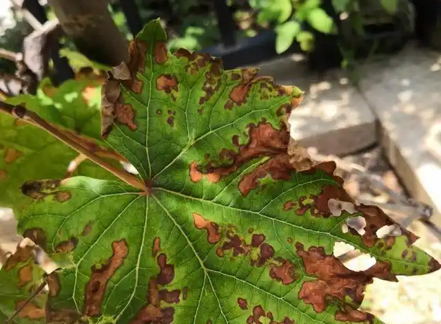 葡萄叶片出现褐色斑点是病害还是日灼造成的农技员来分析