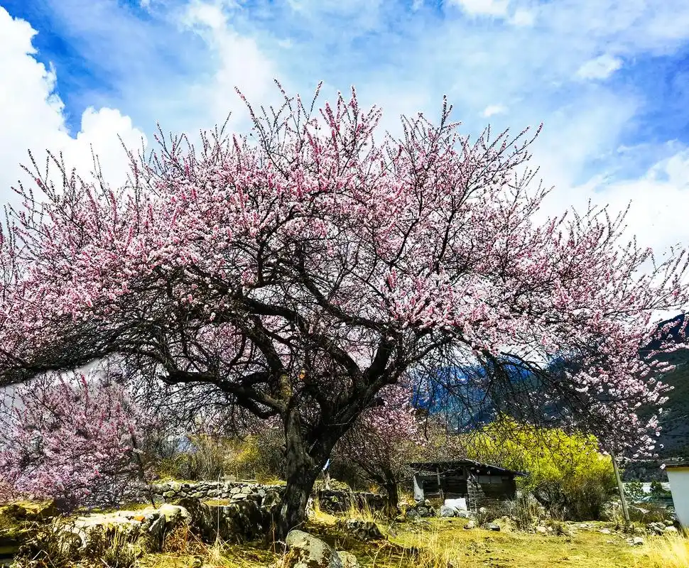 桃花沟位于西藏自治区林芝市波密县处,是一片天然野生桃 - 抖音