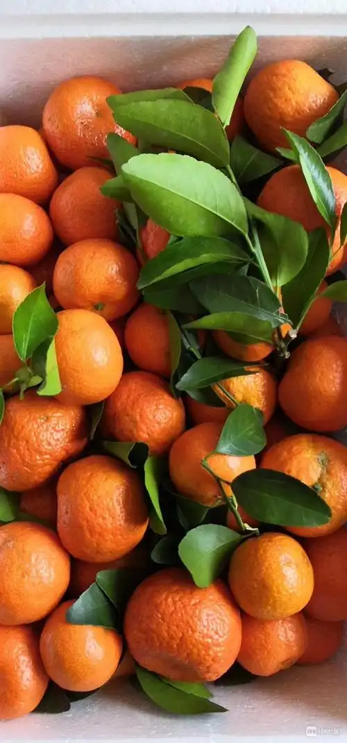 广西寄来的一箱橘子,还