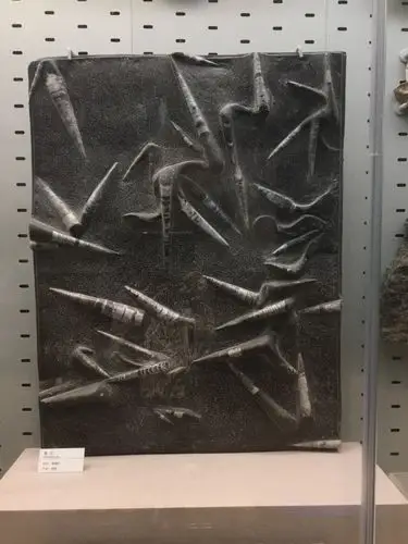 我在浙博看化石