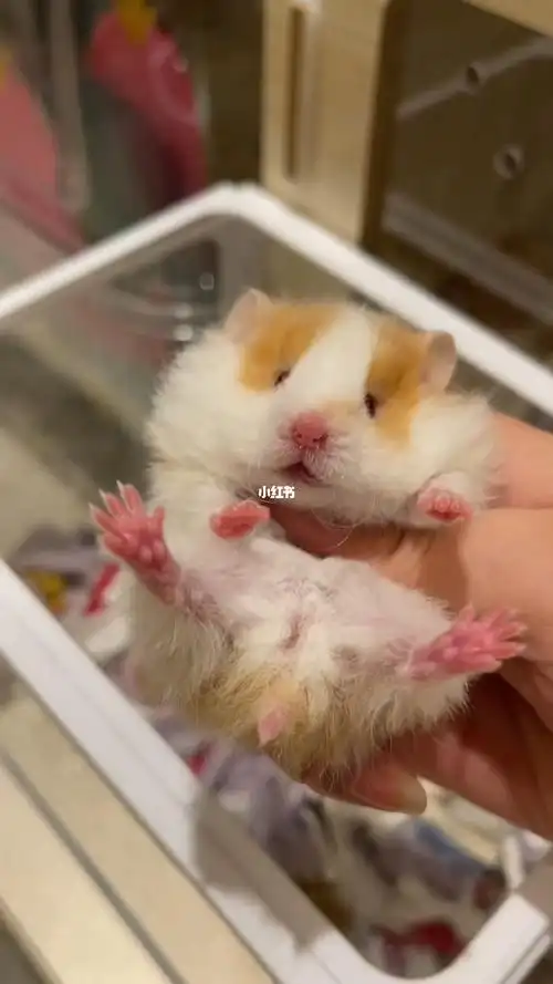 金丝熊卷毛肉桂眼线mm找家长