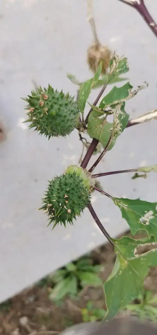 让胡路区:曼陀罗(果实)