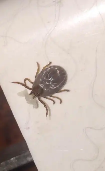 宠物狗金毛身上这是什么虫子,知道的告诉我下谢谢,有很多