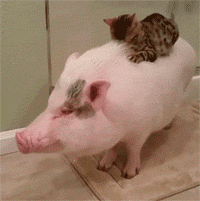 200_201gif 动态图 动图