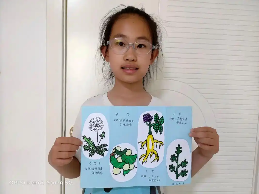 中草药 绘画 手抄报