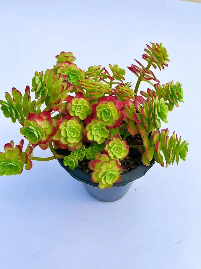 5 2 0 1 音乐 举报 发布时间: 2023-09-22 21:37 全部评论 大家都在搜