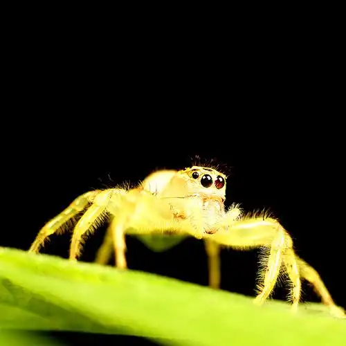 cn-- 微距小品 《白色跳蛛》 吴越春秋 安吉龙王山 微距部落