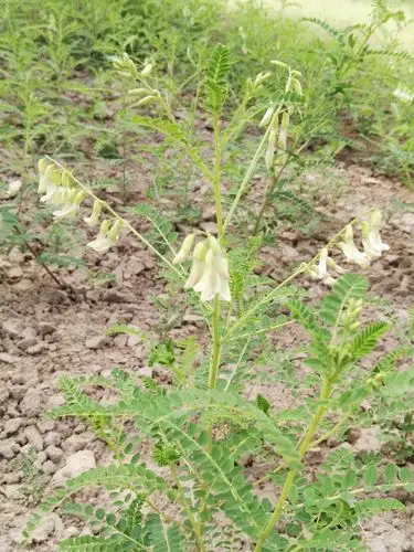 中草药黄芪开花了!