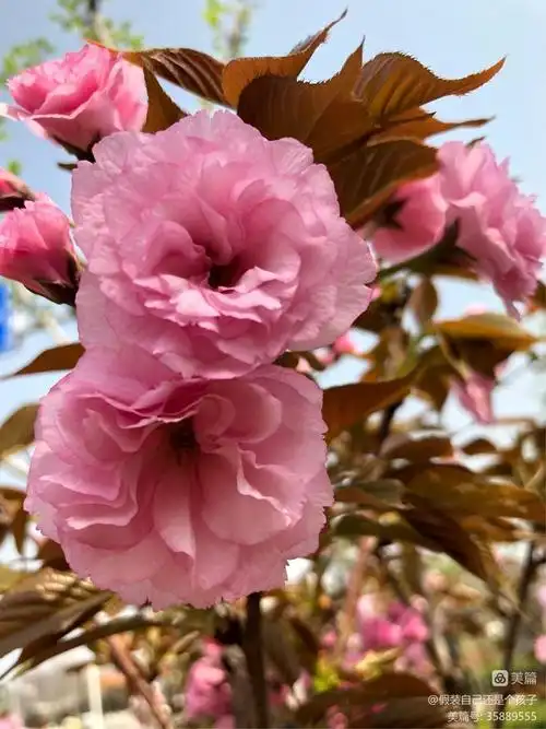 重瓣樱花花语:文静/纯洁重瓣樱花树皮药用
