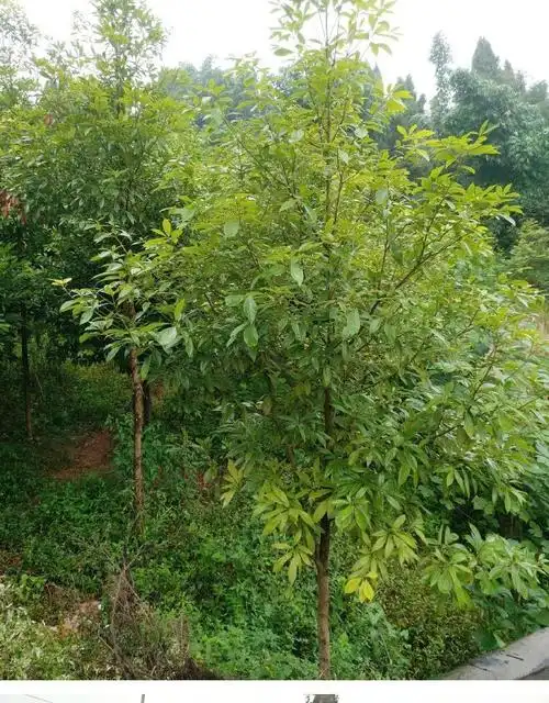 四川金丝楠木树苗小叶桢楠金丝楠苗名贵苗木树苗北方种植耐寒 金丝