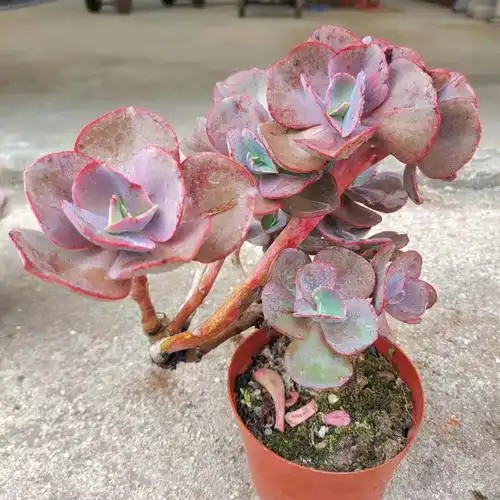 大叶秀妍初吻悬崖大老桩多植物花卉绿植盆栽多肉植物