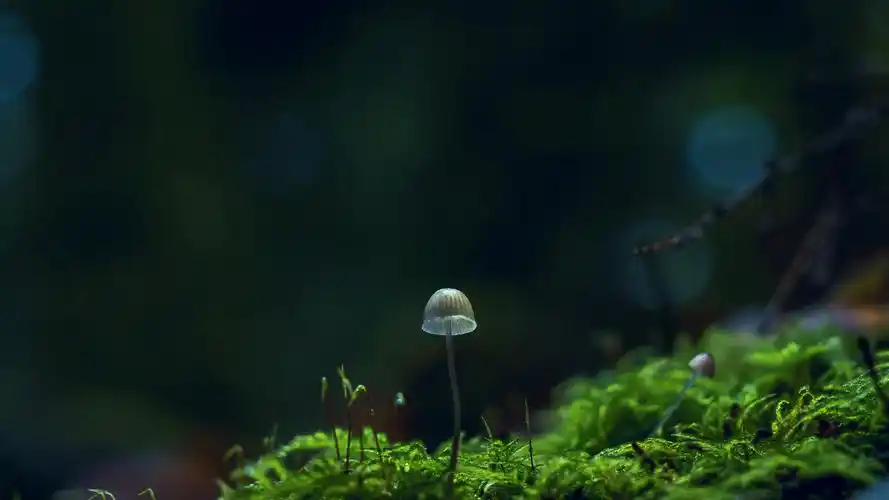 可爱的小蘑菇图片桌面壁纸