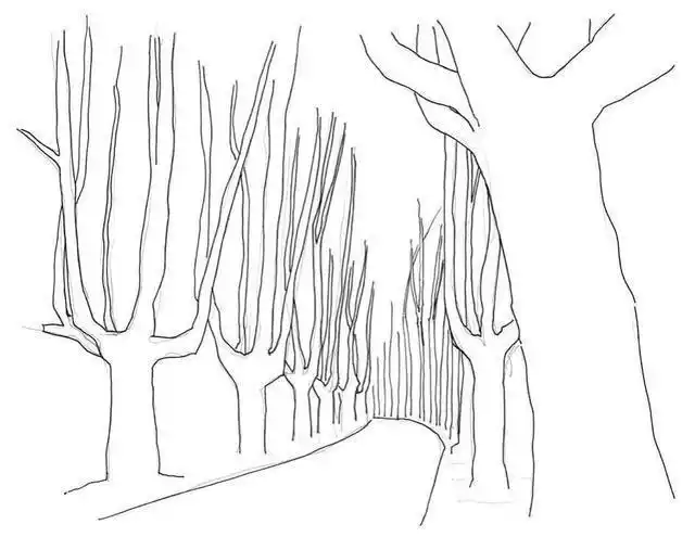 在铅笔稿的基础上,用钢笔勾出画面梧桐树的结构线,再用橡皮擦去铅笔线