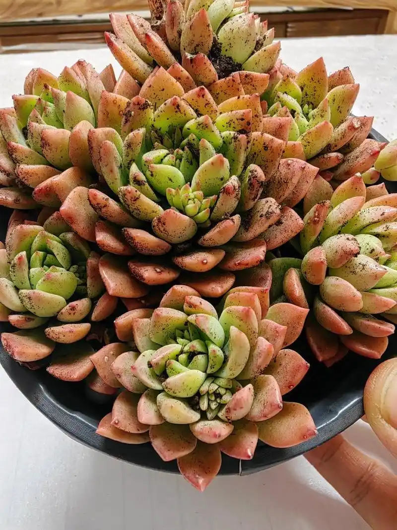 每天认识一款多肉11～马库斯  马库斯,这是一款景天科景天属和拟石