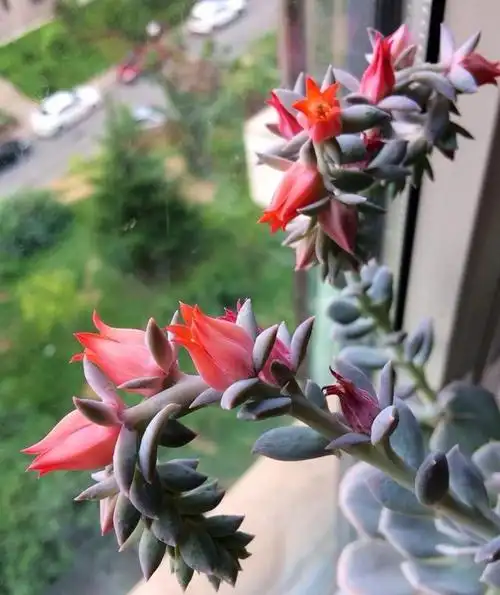 鲁氏石莲开花这么好看!花期你一定不能错过!