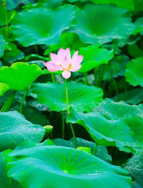 在万籁俱寂的夜晚,月光如水,荷叶轻轻摇曳,那就是荷.