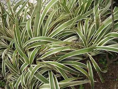 展开全部 银边山菅兰