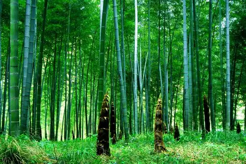 竹林.竹韵.竹君