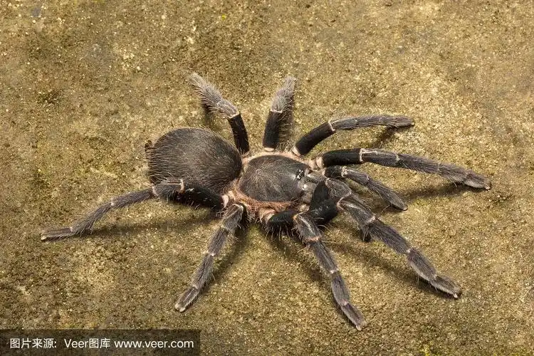 狼蛛,chilobrachys sp,兽孔蛛科,gumti,印度