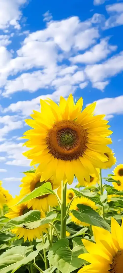 壁纸 花 桌面 1080_2395 竖版 竖屏 手机