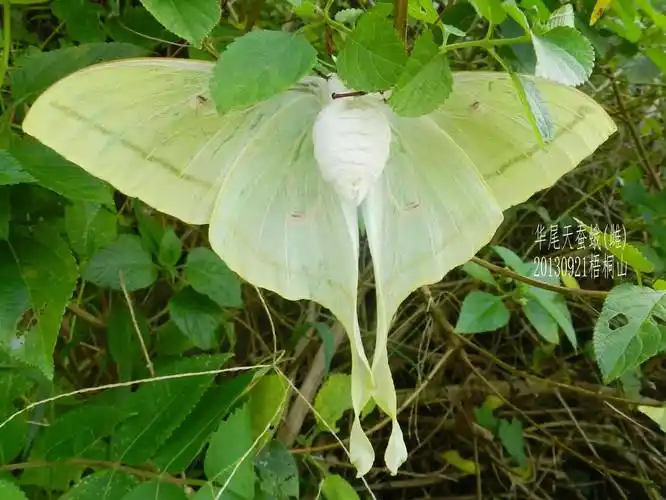 华尾天蚕蛾(腹部)华尾天蚕蛾(背部)华尾天蚕蛾的