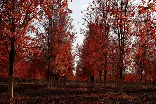浓,情意浓拍摄时间:2018年10月23日 拍摄地点:辽宁大学,美国红枫林