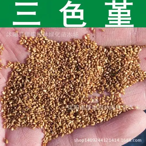 草花种子 三色堇种子 猫儿脸蝴蝶花种子 三色堇菜阳蝶花 1件=1斤