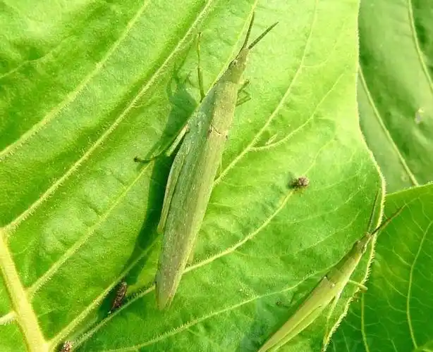 蚂蚱的功效与作用及食用方法,蚂蚱的功效与作用