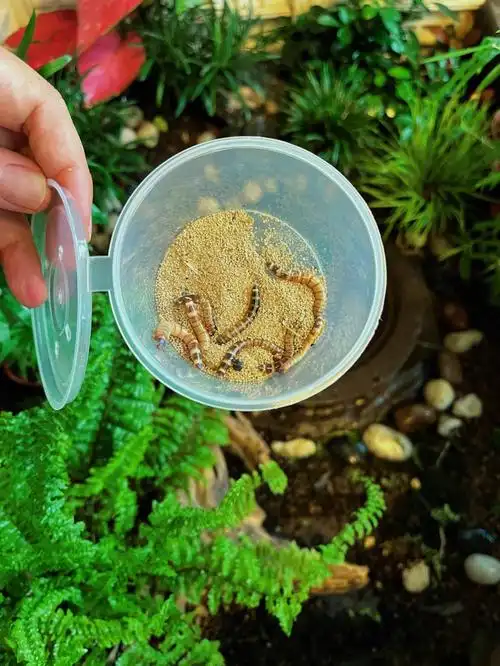 第一次喂活得面包虫,图二从左到右依次为老三(胆子第二大),老二(微笑