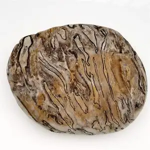 长江奇石桫椤树辉木天然植物化石水冲图案原石精品三峡收藏雨花石