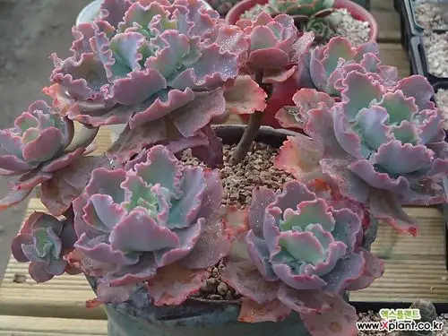 蓝狐一体老庄 多肉植物 (echeveria blue curls)