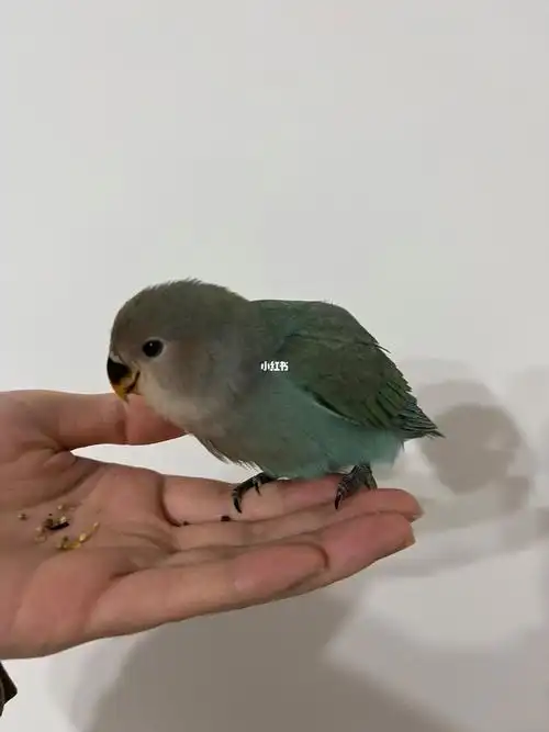 不会自己吃种子和喝水,必须依赖人喂,喜欢站在手上吃#牡丹鹦鹉  #绿银