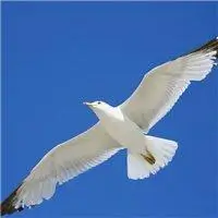 微信头像风景海鸽_微信头像图片大全