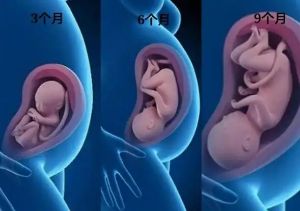 怀孕20-24周胎儿情况,孕妈身体有3个变化,缺钙和耻骨痛最明显