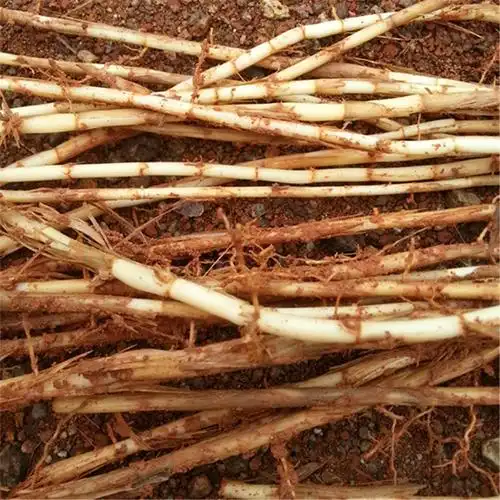 野生新鲜茅草根现挖白茅根竹蔗茅草根新鲜毛草根中药材 2斤包邮