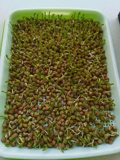 寒假科学探究之旅——芽菜成长记 惠济路小学 二(四)班 金玉淇