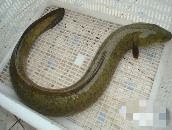 男子河边钓到一条大鳗鱼可看到它的肚子和嘴巴时却赶紧扔掉了