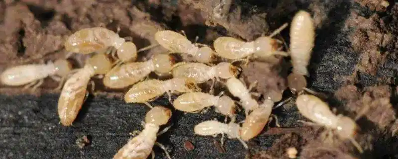 五种常见的白蚁