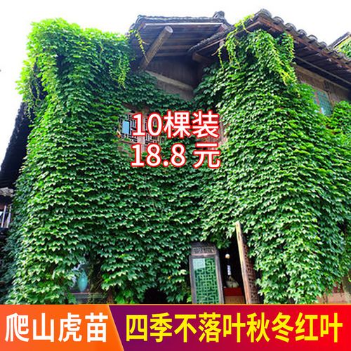 爬山虎苗攀爬藤植物庭院户外室内三叶红色爬山虎苗四季不落叶花卉