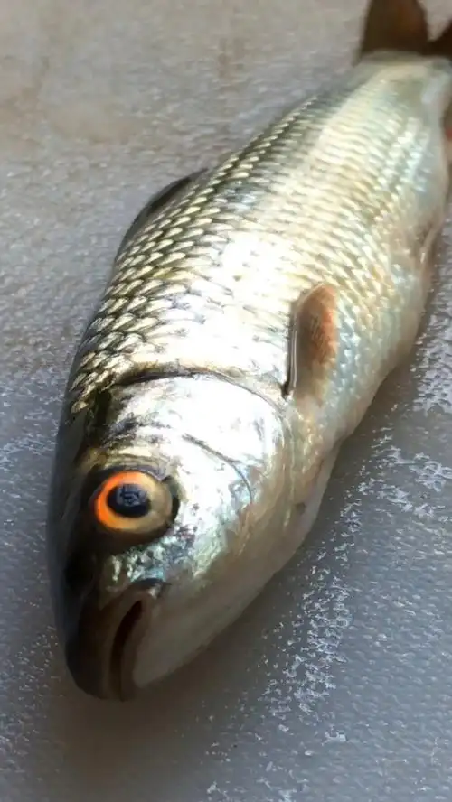 棒棒鱼豆腐汤,专业做鱼48年,免费的双击来一波