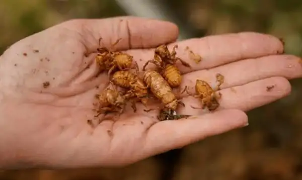 预警300亿只蝉将席卷美国东部中国网友快起锅烧油