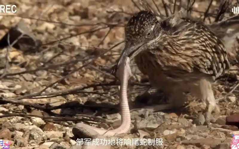 响尾蛇的天敌走鹃,凶狠程度堪比平头哥,竟拿响尾蛇当拉面甩!