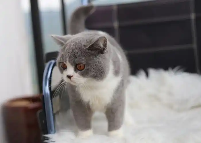 好猫都在细节上体现英短蓝白