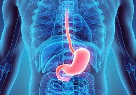 人体图五脏的位置图分布图人体结构解剖图