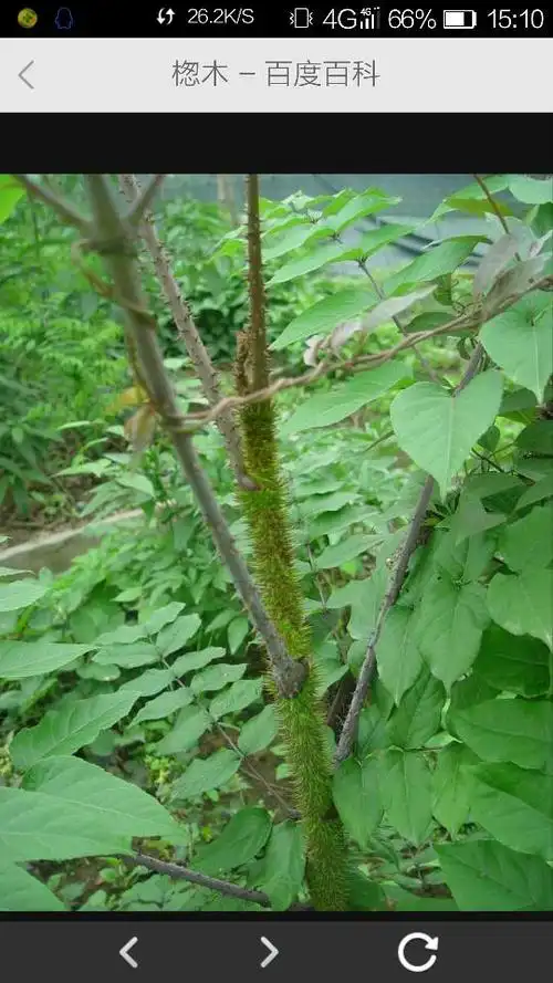 是五加科多年生落叶小乔木,学名叫榖木,也叫鸟不泊它枝干上布满毛刺