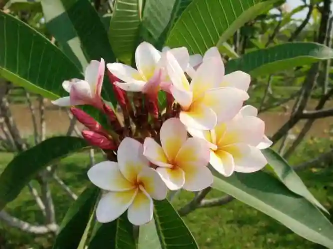 夏天的花有哪些